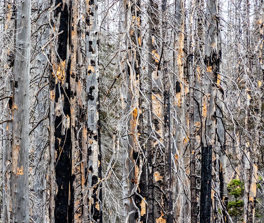 USA-Washington State-Table Mountain eastern Cascade Mountains forest fire effects on forest